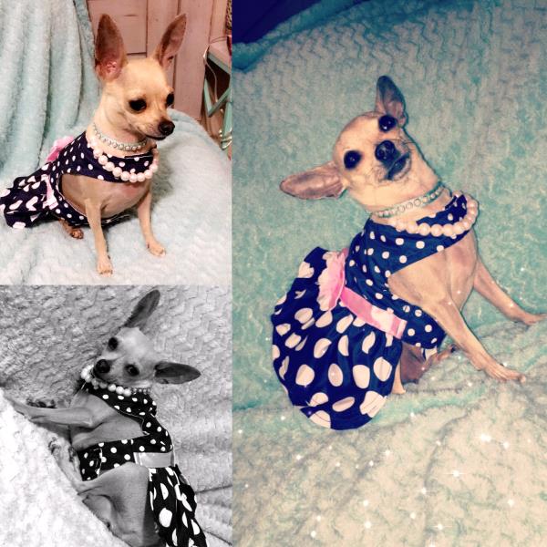 /Images/uploads/Bon Secours St Francis Foundation Inc/2017pearlsandpups/entries/4933thumb.jpg
